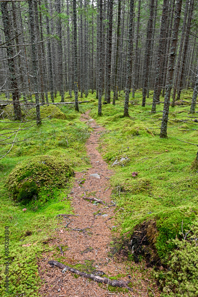 old dry wood and green moss ground old dry wood and green moss ground