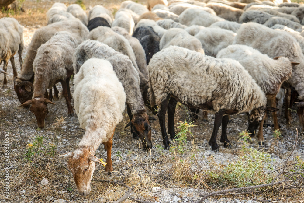 flock of sheep grazing in a grove among olive trees
