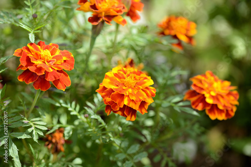 Beautiful marigolds bloom in the summer garden on a sunny day.