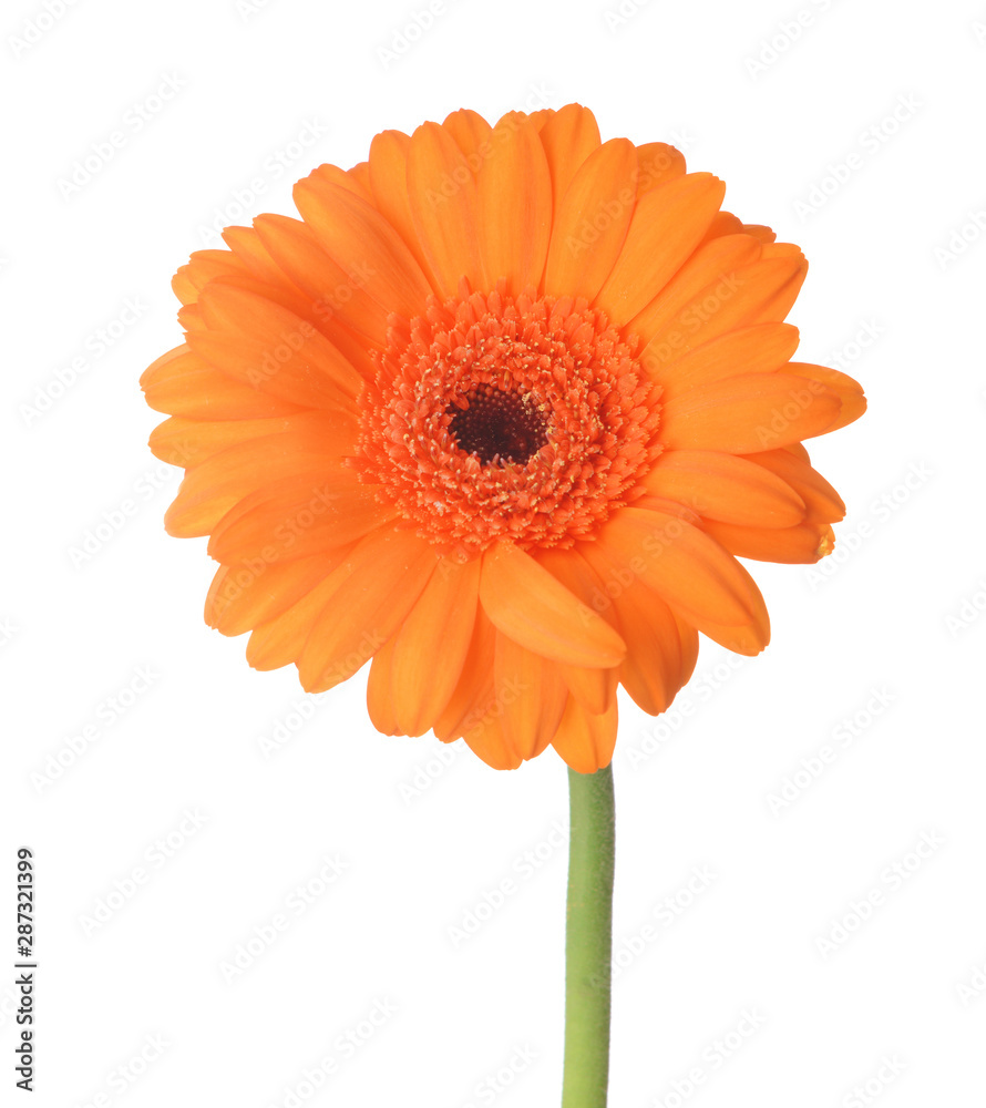 Beautiful gerbera flower on white background Beautiful gerbera flower on white background