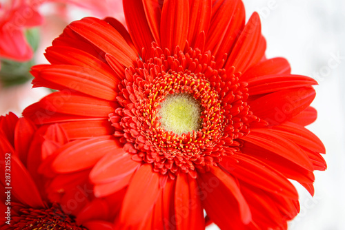 Beautiful gerbera flower  closeup view