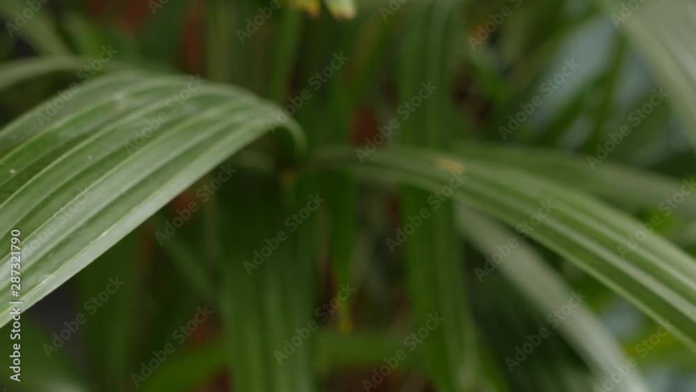 frayed tips of the leaves of rhapis excelsa, broadleaf lady palm, bamboo palm frayed tips of the leaves of rhapis excelsa, broadleaf lady palm, bamboo palm