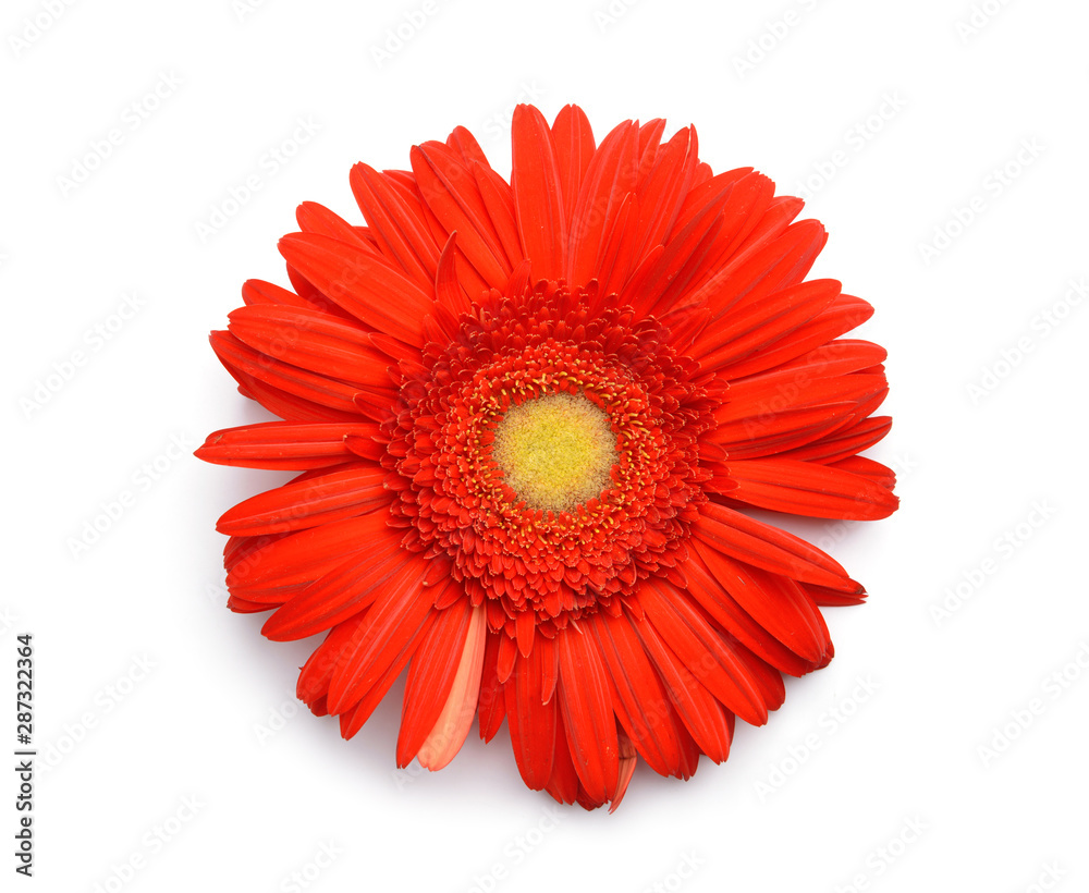 Beautiful gerbera flower on white background Beautiful gerbera flower on white background
