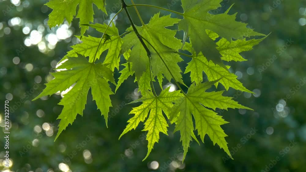 Green maple leaves over blured summer sunset background. 4K Green maple leaves over blured summer sunset background. 4K