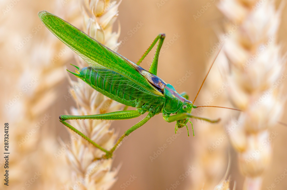 large green grass hopper cricket in the corn field large green grass hopper cricket in the corn field