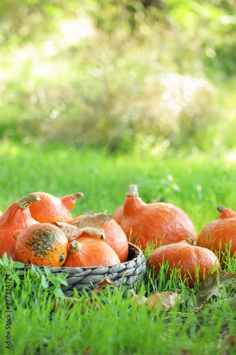 Basket with fresh pumpkins on color background