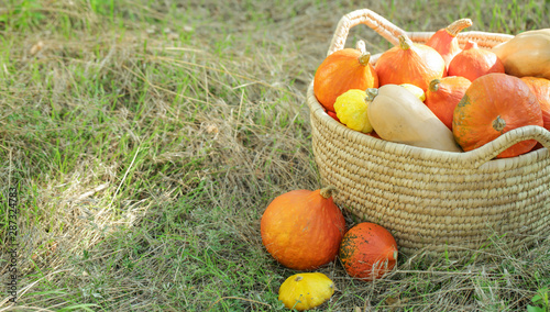 Basket with fresh pumpkins and squashes in forest