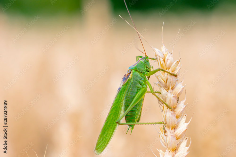 large green grass hopper cricket in the corn field large green grass hopper cricket in the corn field