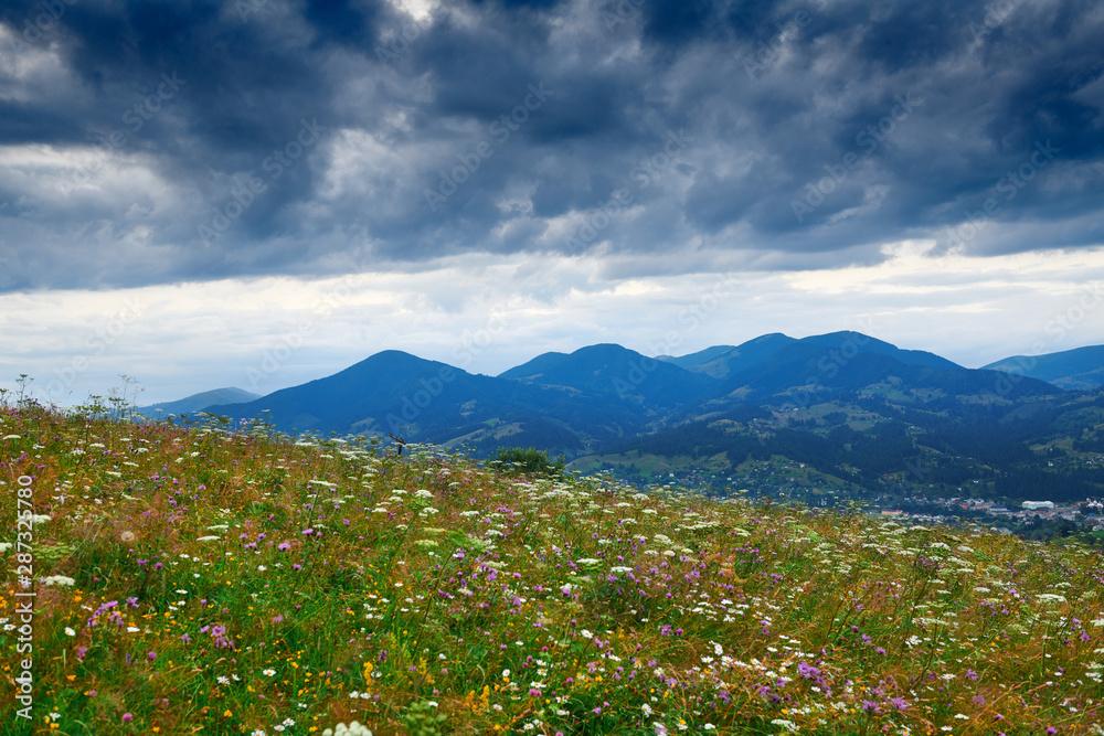 Beautiful summer sunset and landscape - wildflowers on hills in the evening. Meadow or grassland. Carpathian mountains. Ukraine. Europe. Travel background.