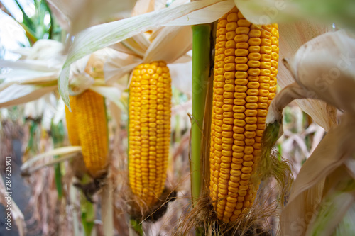 corn in the field during the ripening period. cobs filled with coarse grain