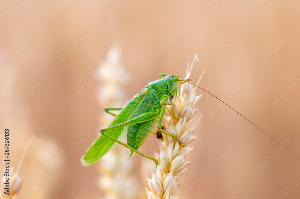 large green grass hopper cricket in the corn field large green grass hopper cricket in the corn field