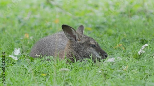 Bennett's tree-kangaroo lying on grass. Dendrolagus bennettianus grazing in the meadow. photo