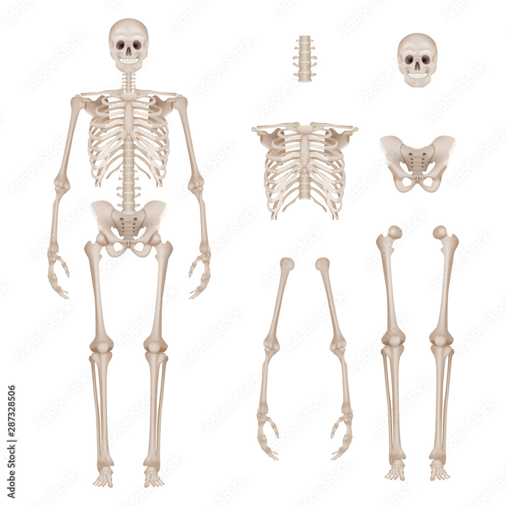 Human skeleton. Body parts skull bones hands foot spine anatomy detailed  realistic vector illustration. Anatomy skeleton and skull, human medical  spine and bone, hand and pelvis Stock Vector | Adobe Stock