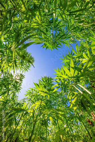 Ein Feld mit Marihuana oder Hanf Pflanzen mit blauem Himmel und Sonne im Hintergrund