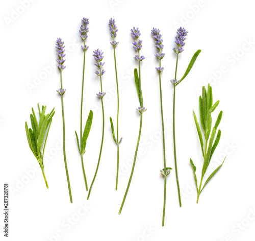 Lavender flowers set on a white