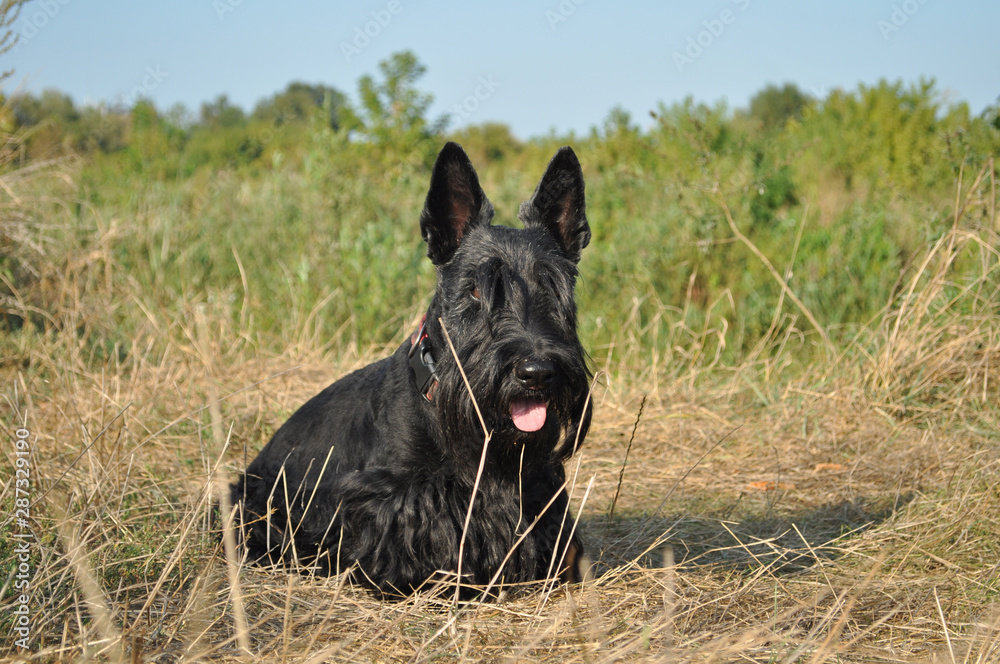 Scottish Terrier posing by the river Scottish Terrier posing by the river