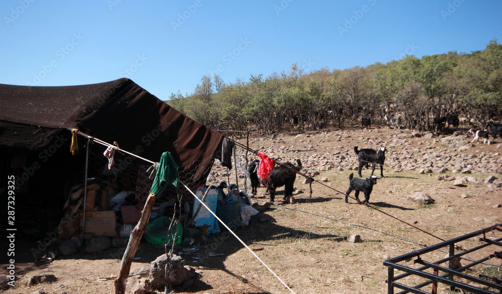 Obraz premium Goat and black tent, nomadic life.