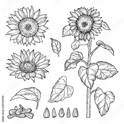 Sunflower sketch. Vector seeds, blooming flowers collection. Illustration sunflower sketch and drawing seeds plant
