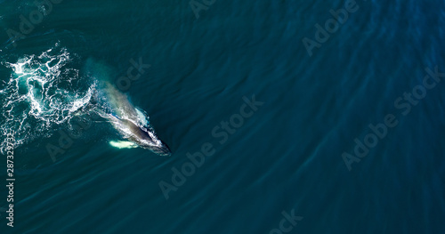 Aerial view of huge humpback whale, Iceland, Europe. photo