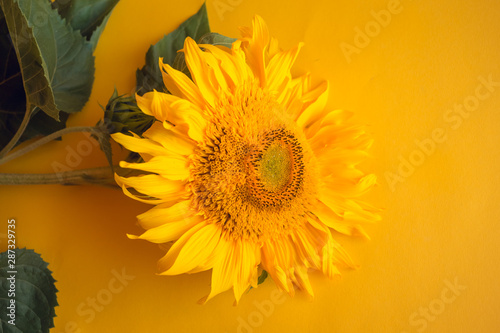 Sunflower on a yellow background. Summer bright floral background