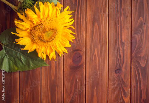 Yellow sunflower lies on a brown wooden background. Autumn picture with harvest