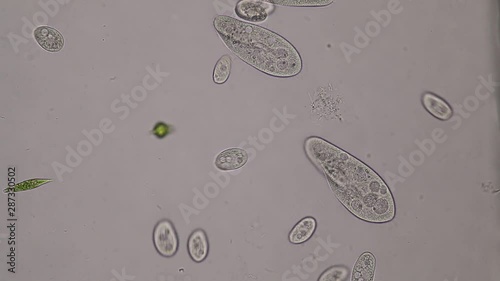Paramecium caudatum is a genus of unicellular ciliated protozoan and Bacterium under the microscope. photo