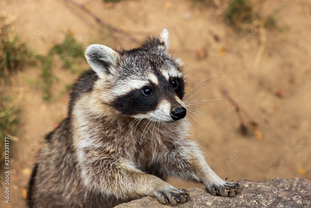 Portrait of young common raccoon