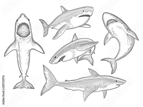 Shark hand drawn. Water creature flowing big monster fish with mouth vector sketch collection. Shark in ocean, animal sea illustration, aquatic predator