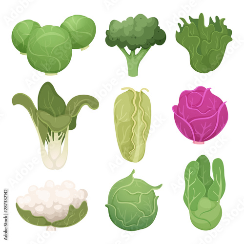 Cabbage pictures. Farm vegetarian ingredients eco diets green food vector illustrations. Agriculture cabbage and vegetarian food, green natural plant