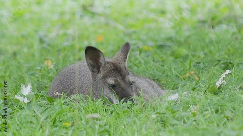 Bennett's tree-kangaroo lying on grass. Dendrolagus bennettianus grazing in the meadow. photo