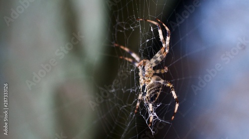 Spinne am Netz hängend