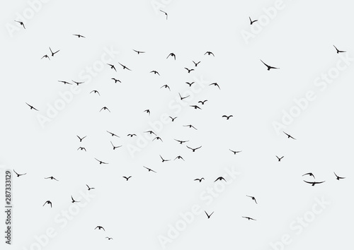 silhouette of a flock of flying birds