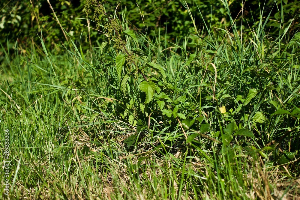 Grass