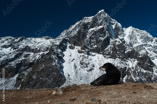 Dog in Himalayan mountains