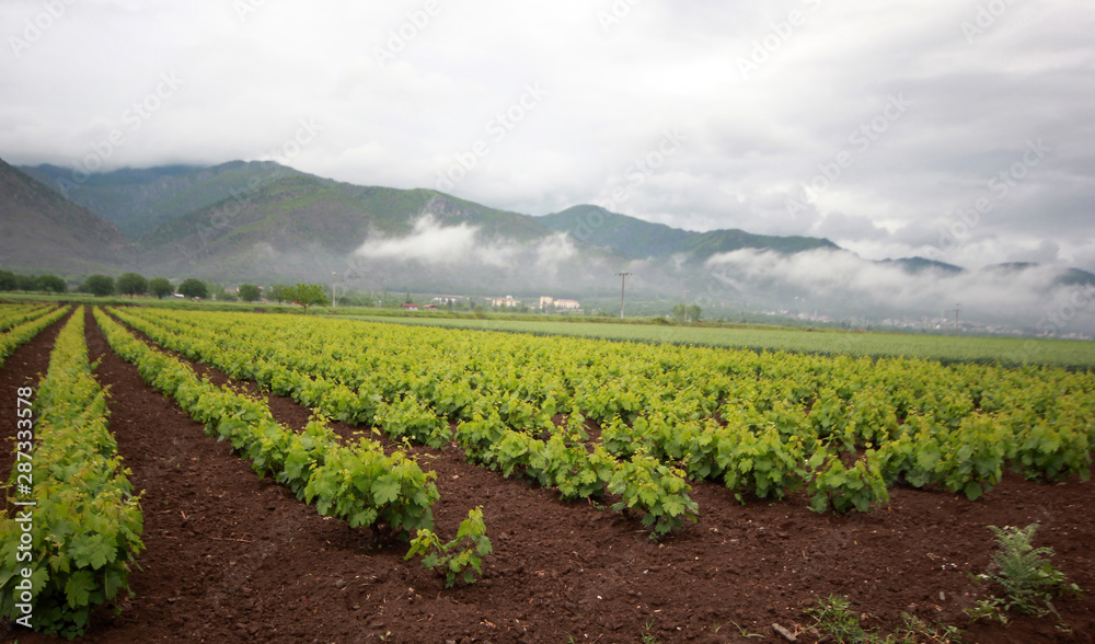 beautiful vineyards and cloudy sky