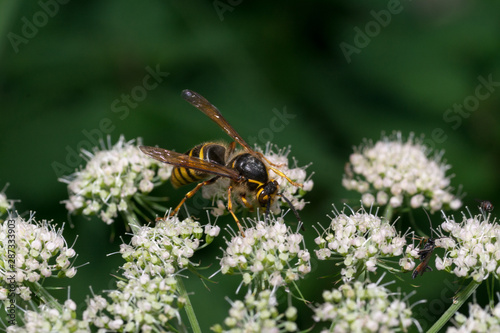 close up wasp bee or hornet with details on a natural flower plant in the garden © klickit24