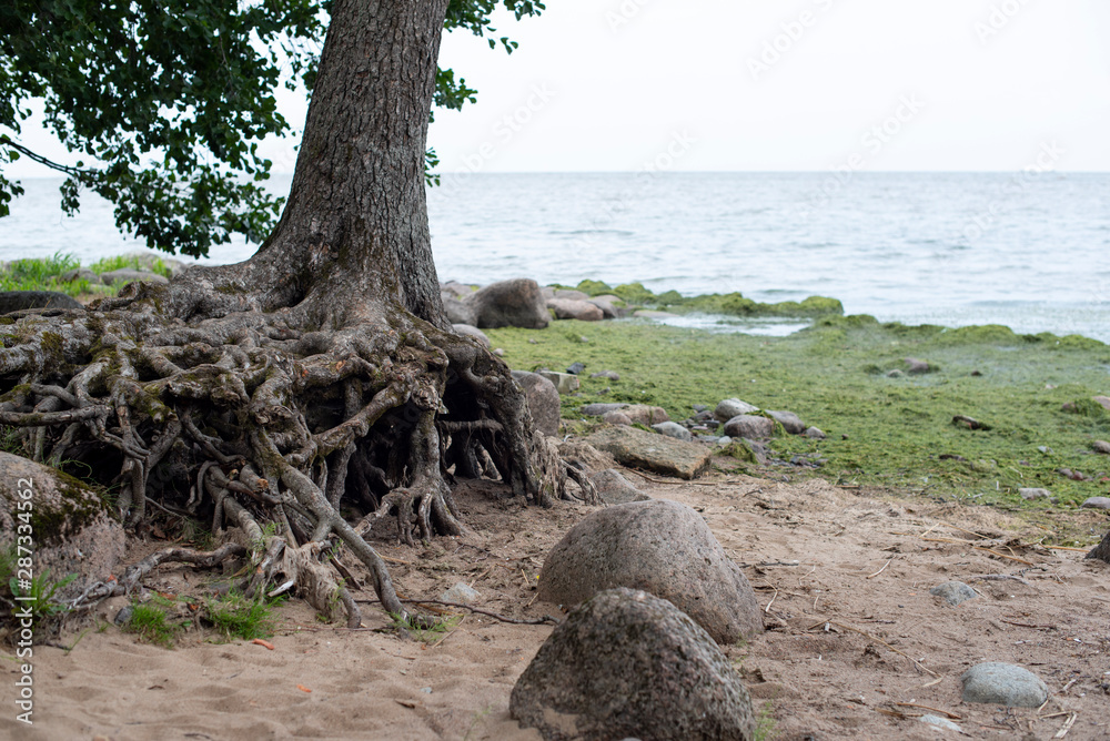 Tree on the beach. Sea waves washed away the soil to the roots. Stones and seaweed.