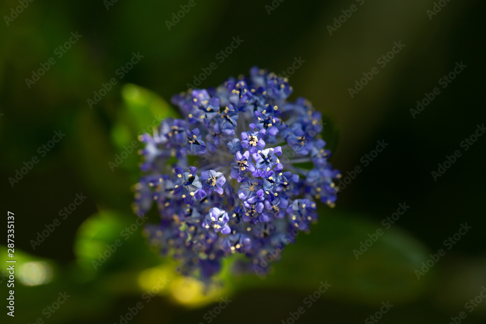 Small lilac flowers