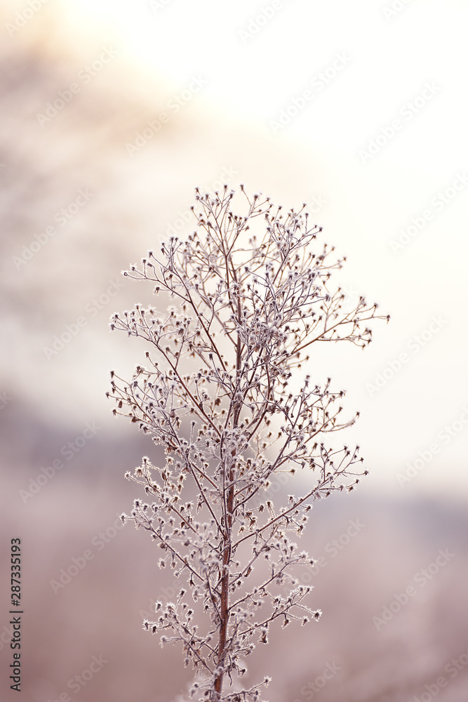 Dried flowers in a meadow in white hoarfrost. Magic photo of white hoarfrost on plants. soft selective focus.