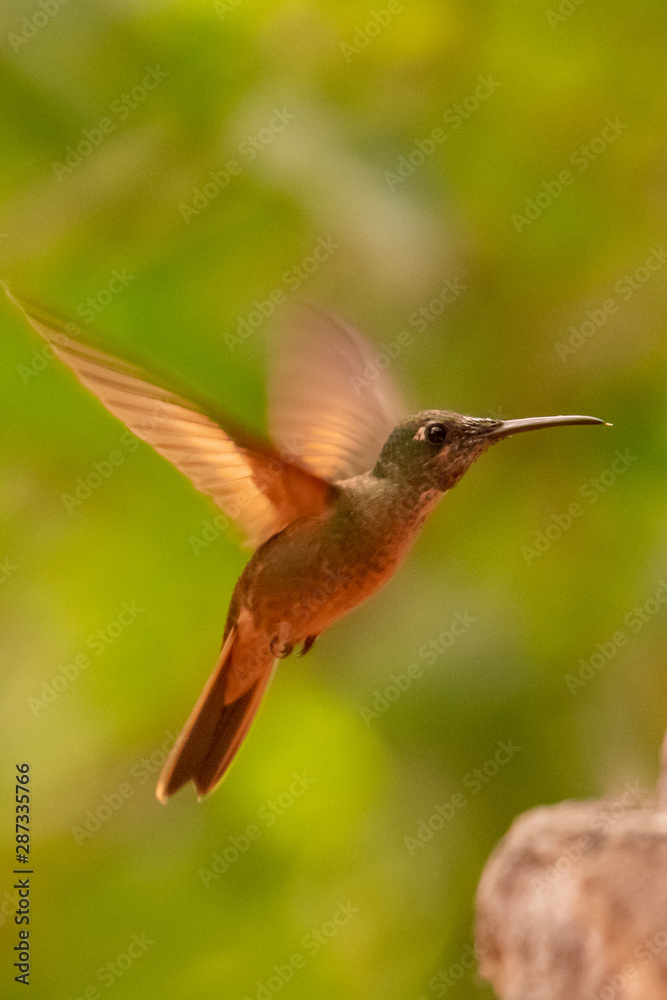 Fototapeta premium Talamanca hummingbird or admirable hummingbird (Eugenes spectabilis) is a large hummingbird. The admirable hummingbird's range is Costa Rica to Panama