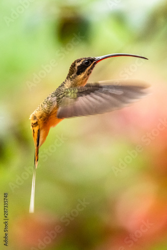 Talamanca hummingbird or admirable hummingbird (Eugenes spectabilis) is a large hummingbird. The admirable hummingbird's range is Costa Rica to Panama