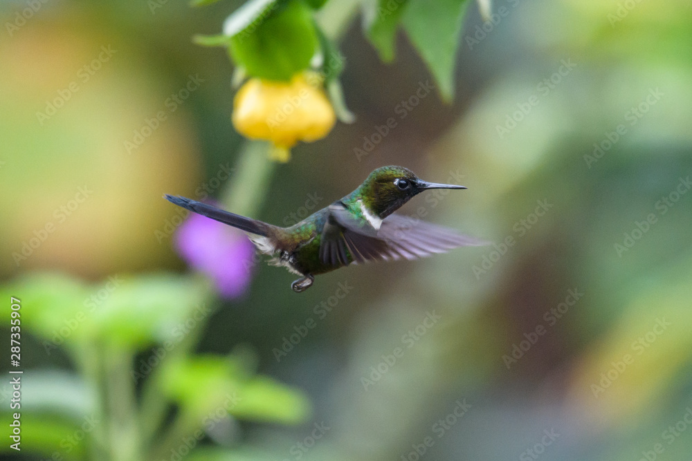 Naklejka premium Talamanca hummingbird or admirable hummingbird (Eugenes spectabilis) is a large hummingbird. The admirable hummingbird's range is Costa Rica to Panama