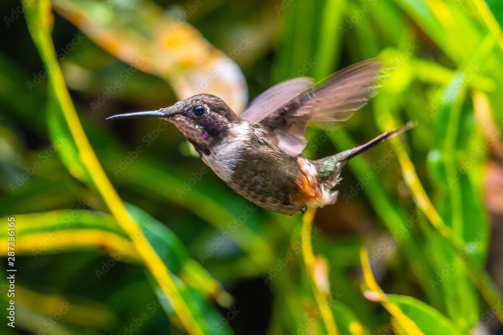 Obraz premium Talamanca hummingbird or admirable hummingbird (Eugenes spectabilis) is a large hummingbird. The admirable hummingbird's range is Costa Rica to Panama