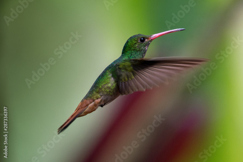 Talamanca hummingbird or admirable hummingbird (Eugenes spectabilis) is a large hummingbird. The admirable hummingbird's range is Costa Rica to Panama © vaclav