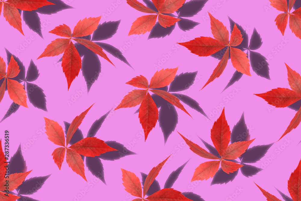 wild grape leaves with shadow isolated on pink background