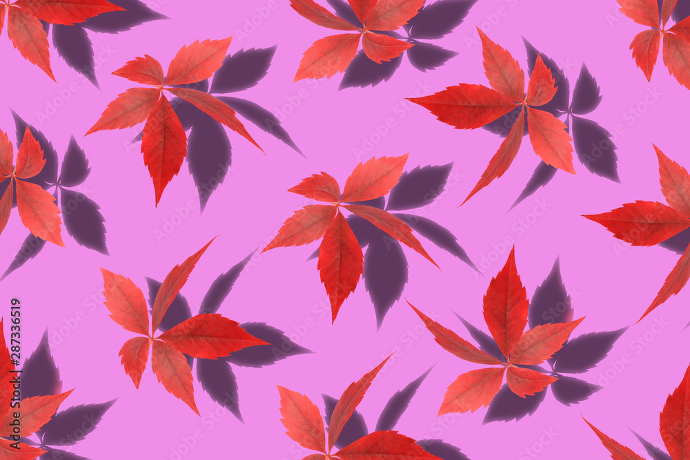 wild grape leaves with shadow isolated on pink background wild grape leaves with shadow isolated on pink background