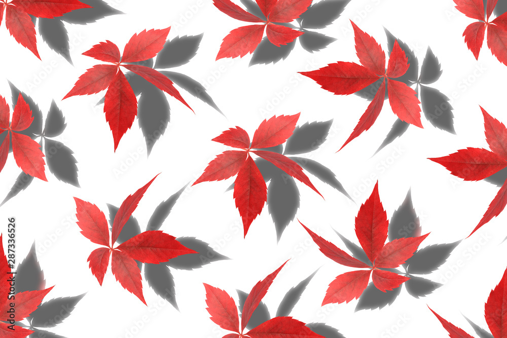 wild grape leaves with shadow isolated on white background wild grape leaves with shadow isolated on white background