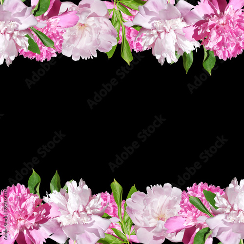 Beautiful floral background of pink peonies. Isolated