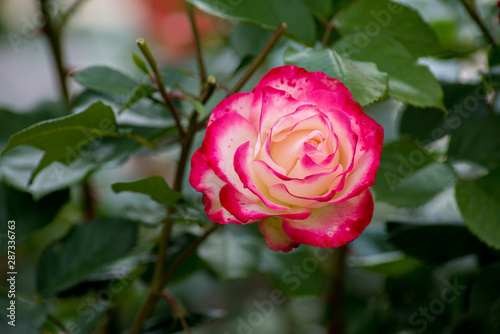 Closeup of a double delight rose
