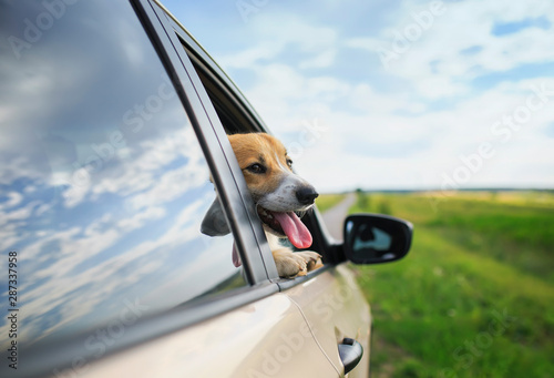 cute puppy dog red Corgi stuck his head out of the car in the summer vacation trips